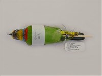 藏品(五色鳥)的圖片